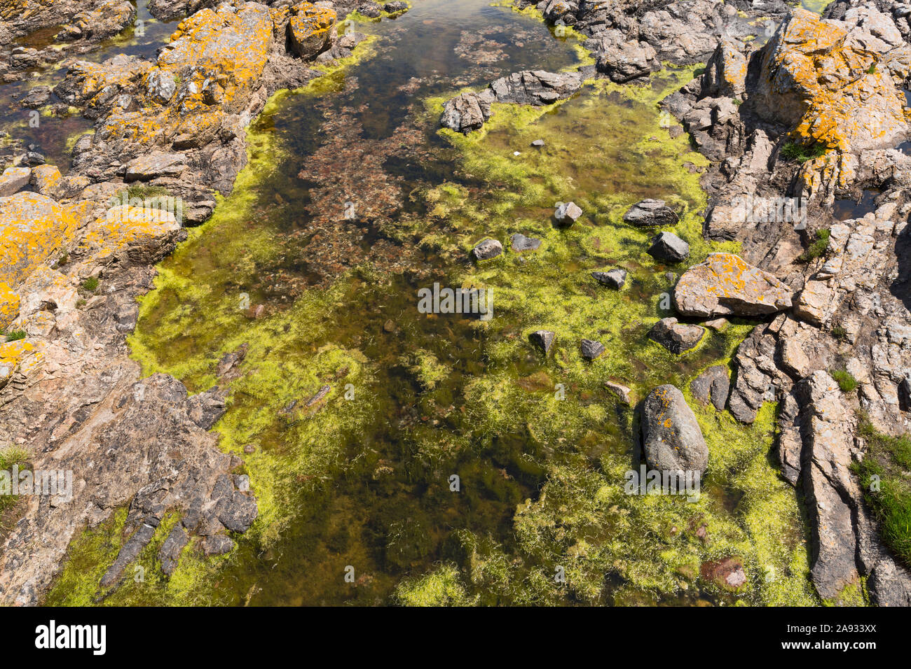 Bornholm, Gudhjem, Felsenkueste Stock Photo Alamy