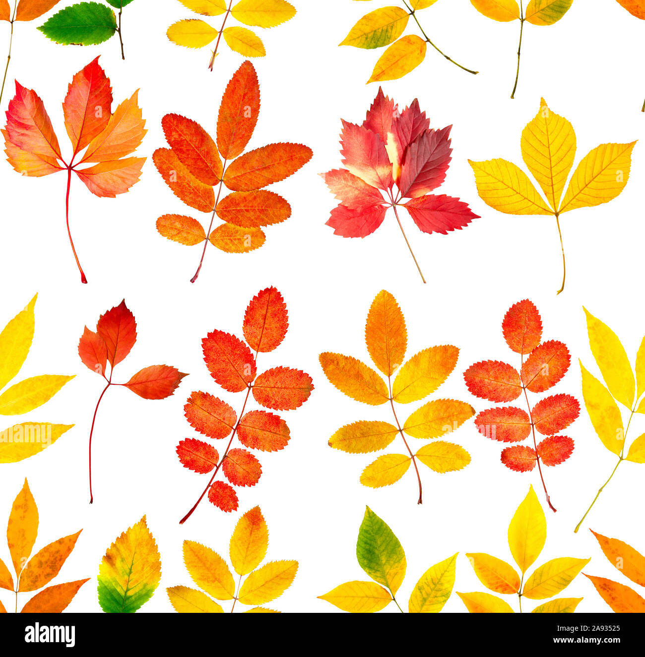 Seamless pattern collection of autumn leaves isolated on white ...