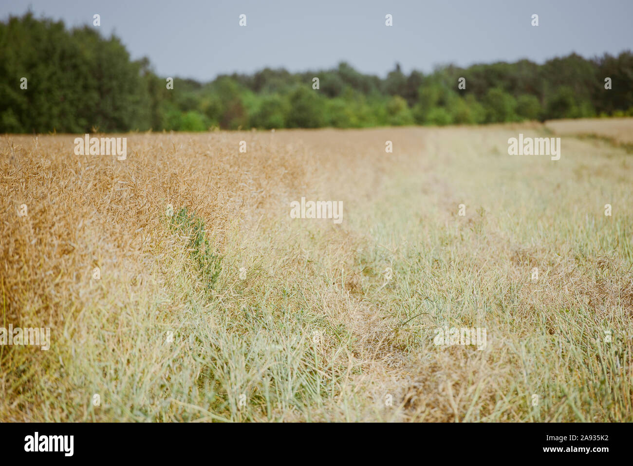 Rape field almost ready to harvesting at summer Stock Photo - Alamy