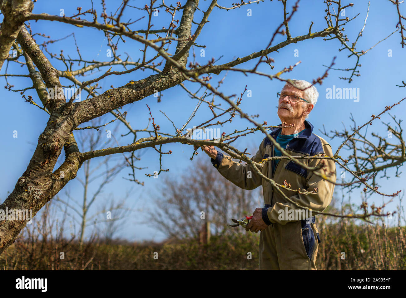 Man pruning tree Stock Photo