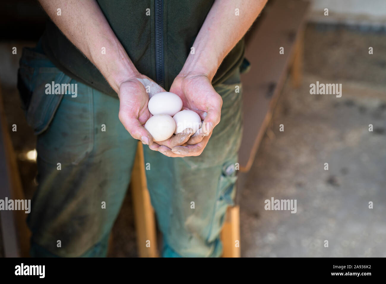 Hand holding eggs Stock Photo