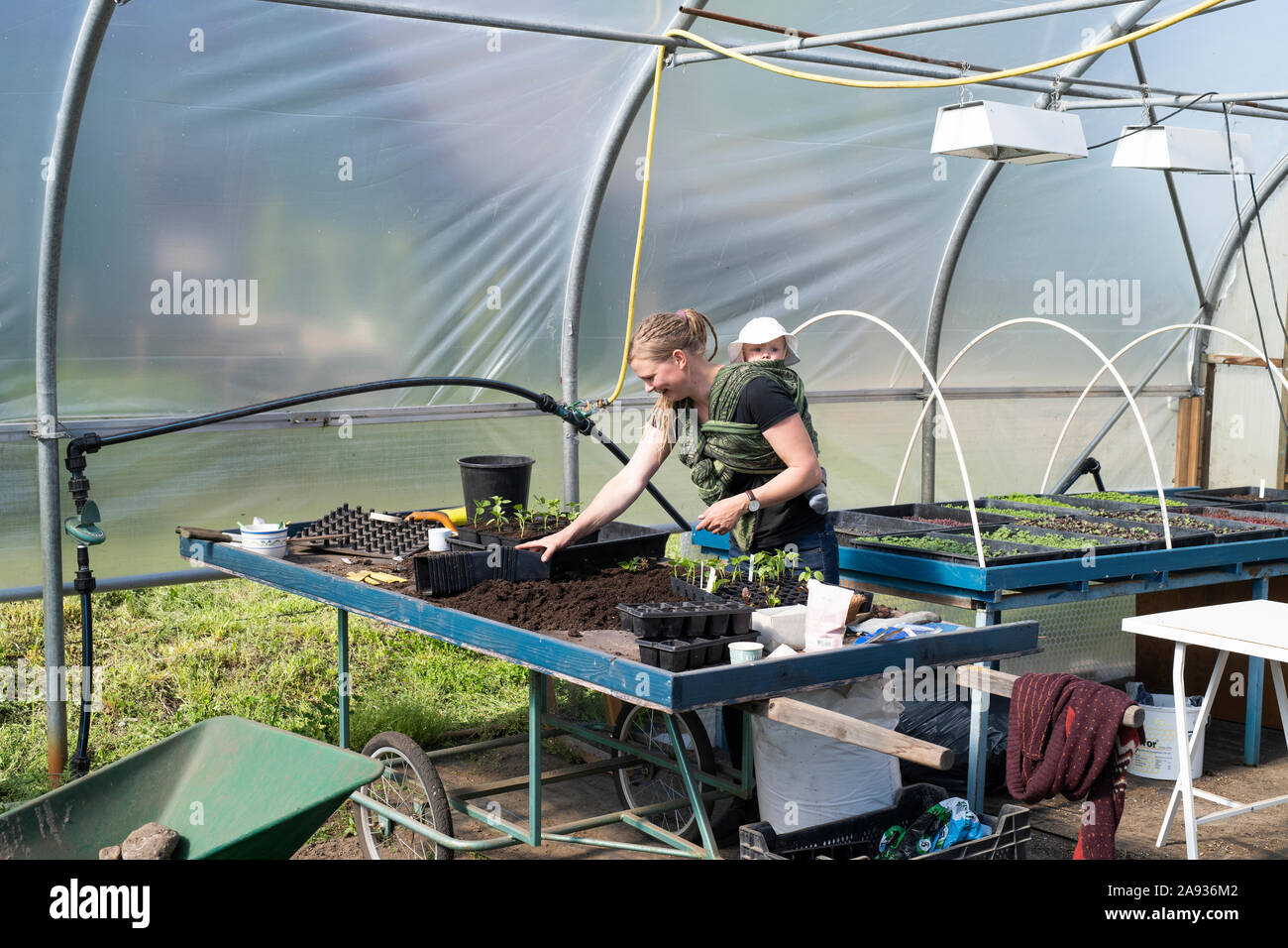 Woman in greenhouse Stock Photo - Alamy