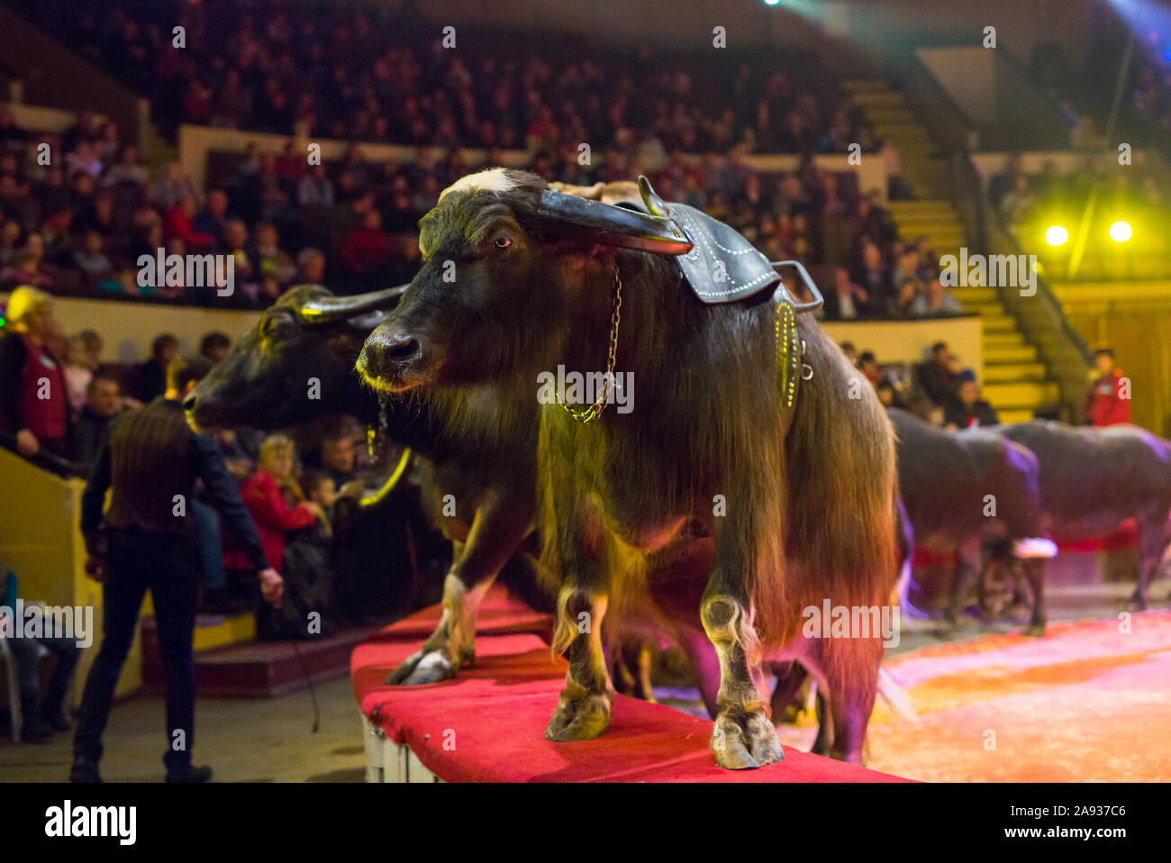 performance of brown bears buffalo in the circus arena Stock Photo Alamy