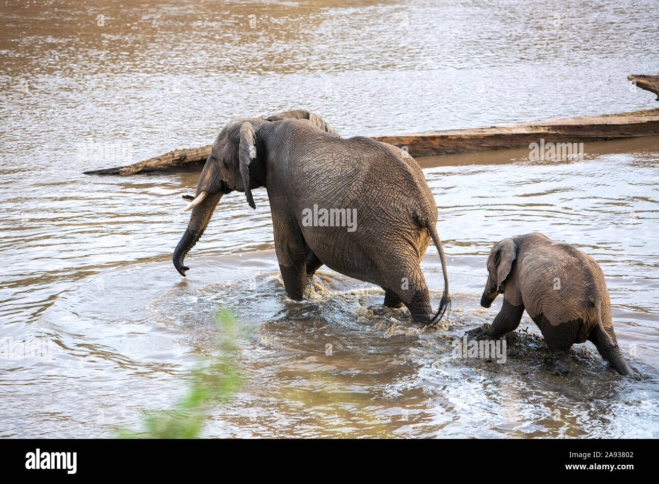 Elephants in water Stock Photo Alamy
