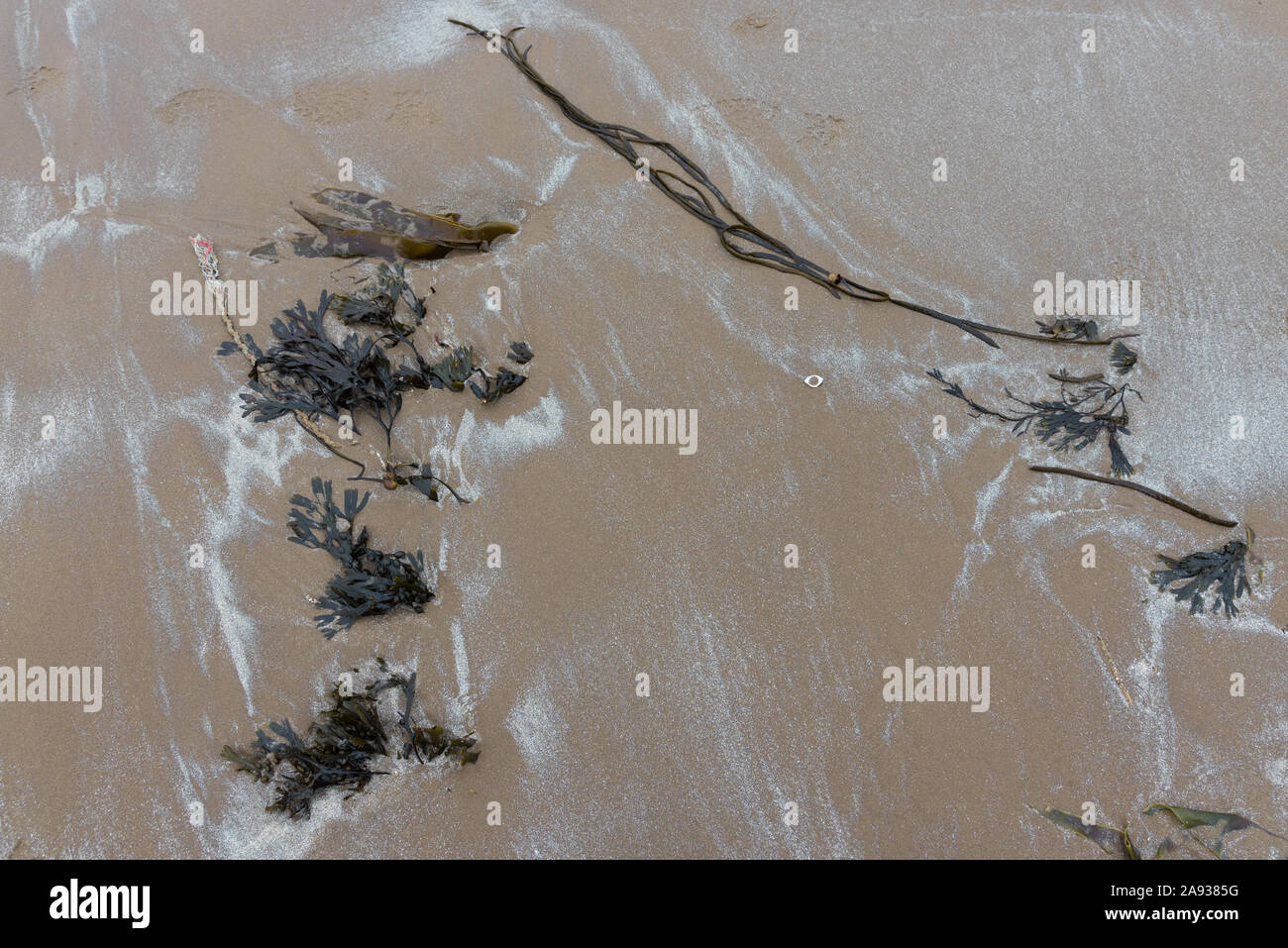 Sea flotsam as found on St Andrews beach, Scotland Stock Photo