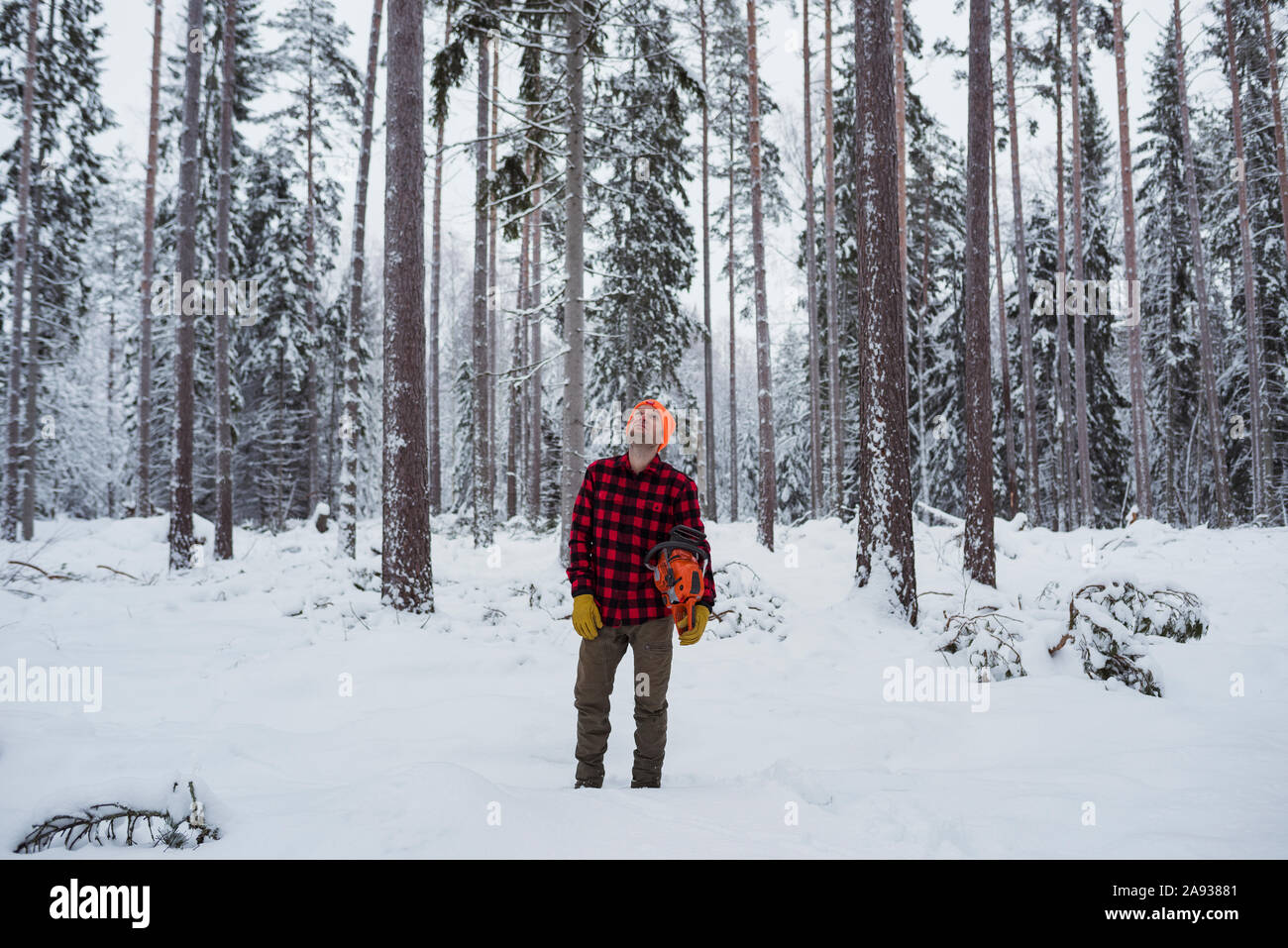 Lumberjack in forest Stock Photo