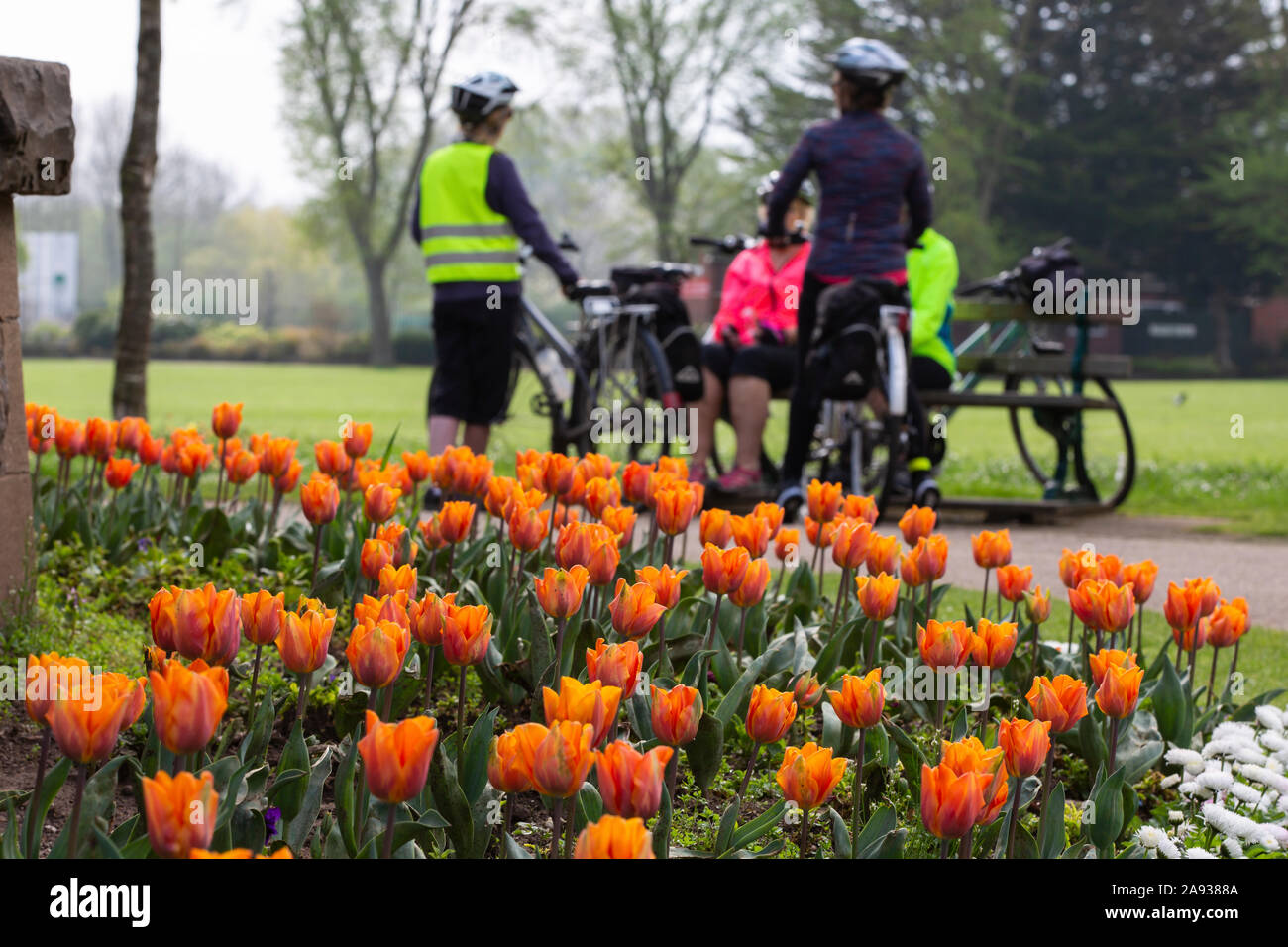 Cyclists taking a break with Tulip bed in foreground in Vivary Park, Taunton, England, UK Stock Photo