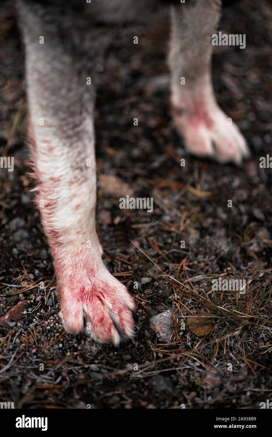 Blood on hunting dog paw Stock Photo
