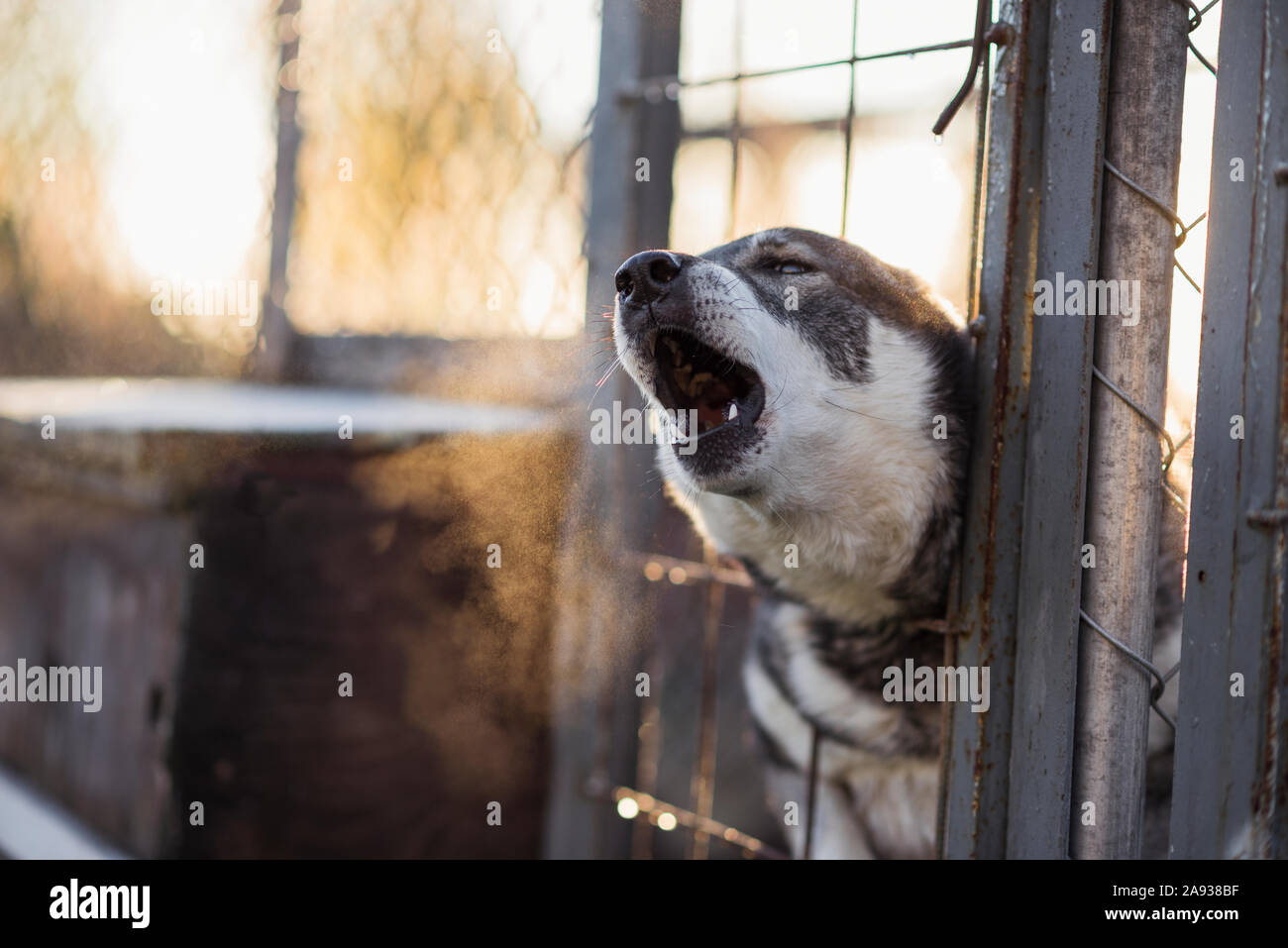 Dog barking Stock Photo