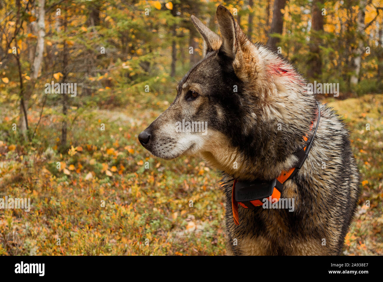Dog in forest Stock Photo