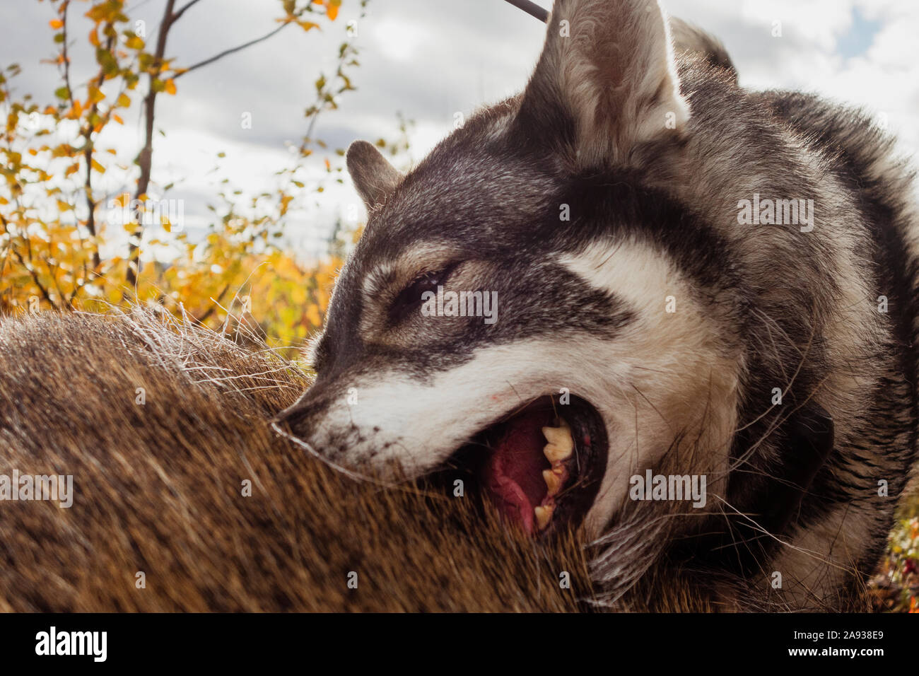 Hunting dog Stock Photo