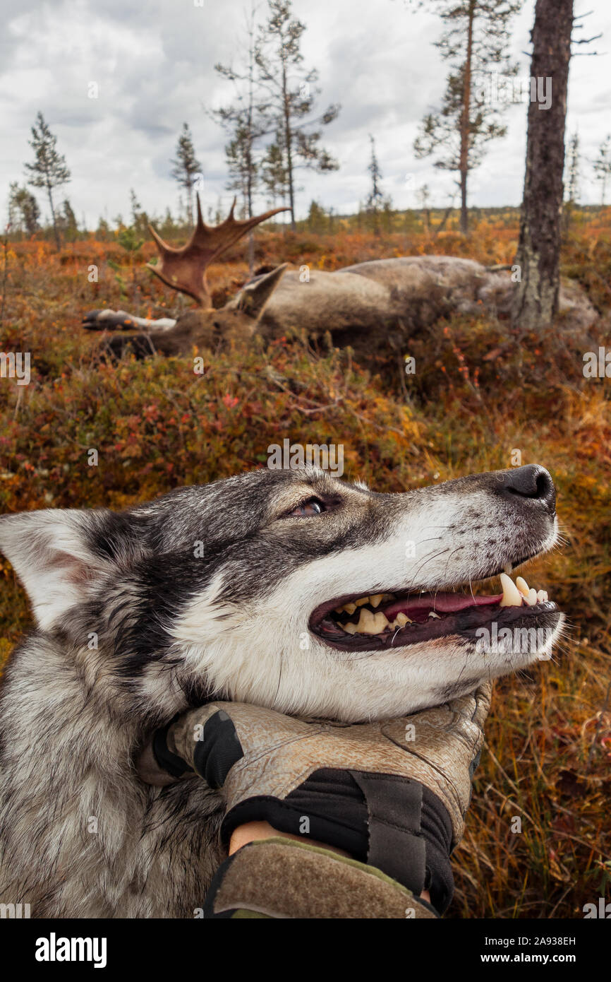 Hunting dog Stock Photo