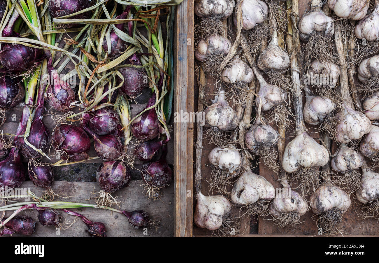 Garlic bulbs and red onions Stock Photo Alamy