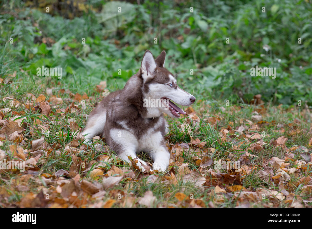 Cute siberian husky puppy with blue eyes is lying on a orange leaves in ...