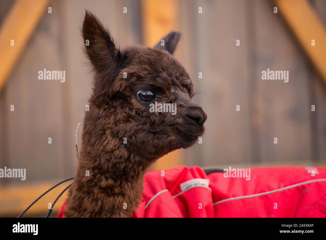 Black llama fur hi res stock photography and images Page 6 Alamy