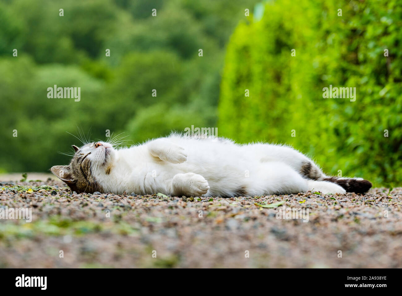 Sleeping cat Stock Photo