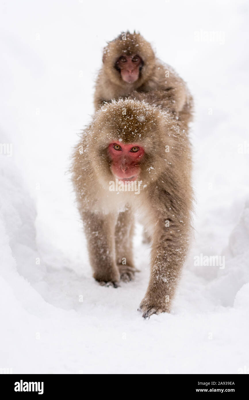Japanese Snow Monkey - Mother Carrying Young and Walking Stock Photo