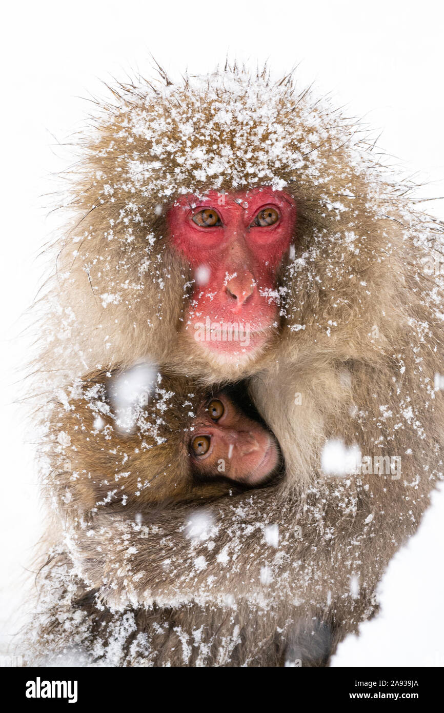 Japanese Snow Monkey - Warmth Stock Photo