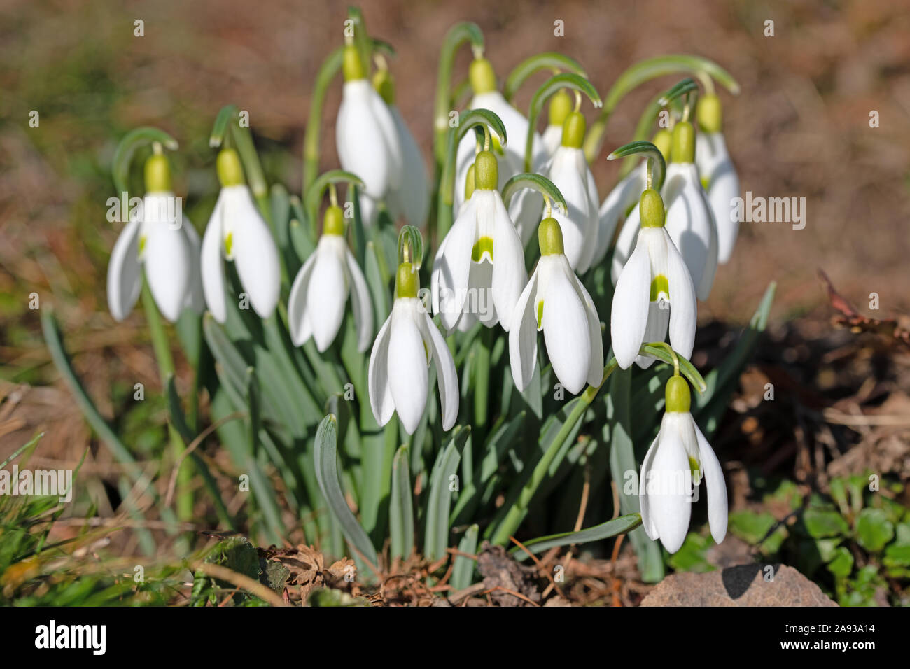 Blooming snowdrops in spring Stock Photo