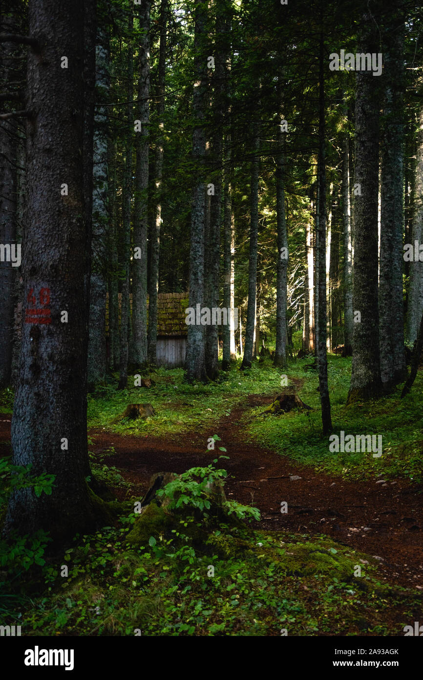 Abandoned cottage in the middle of forest, Durmitor national park Stock Photo