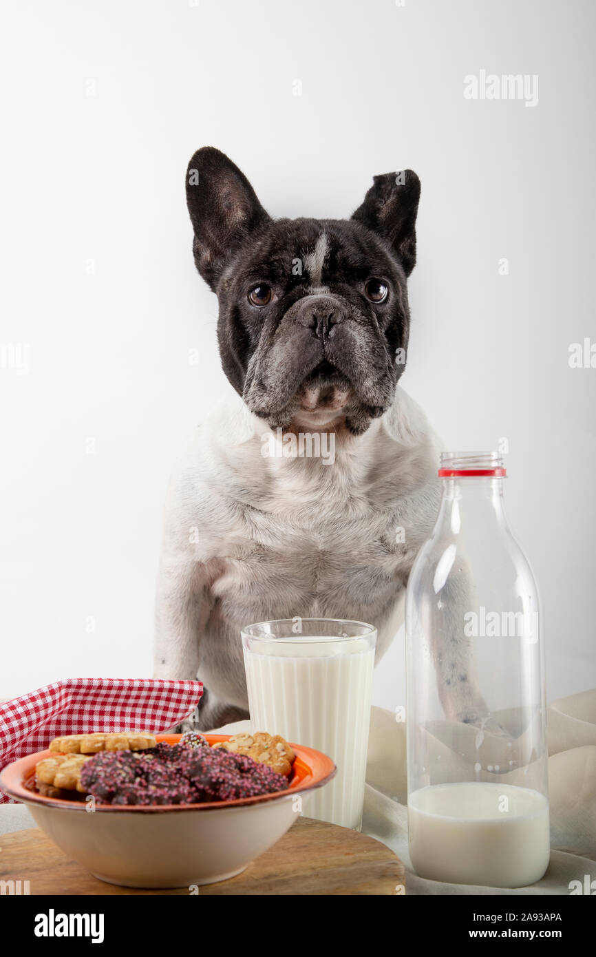 French bulldog with breakfast Chocolate and almond cookies with