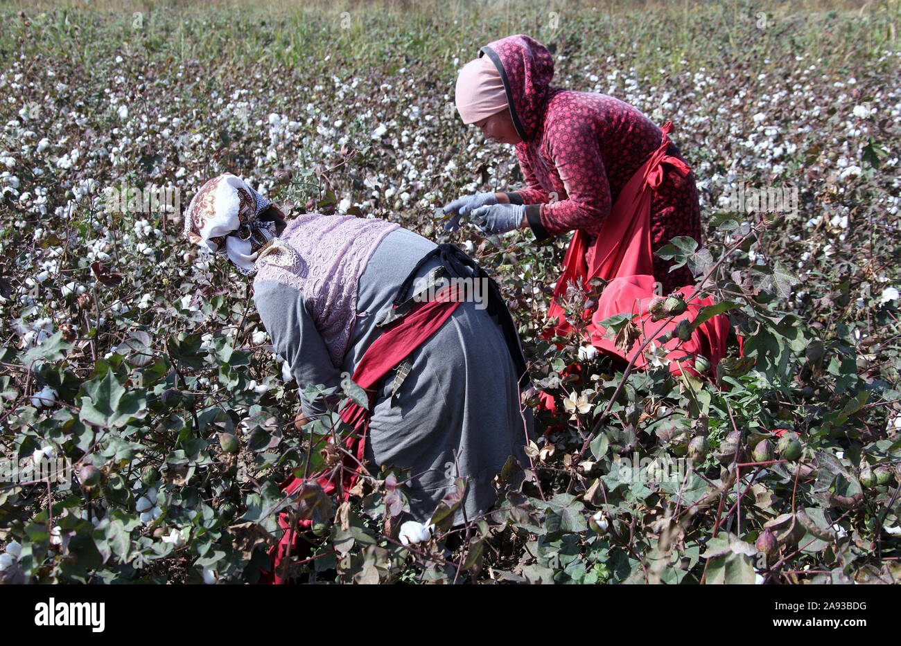 Organic cotton harvest in Central Asia Stock Photo Alamy