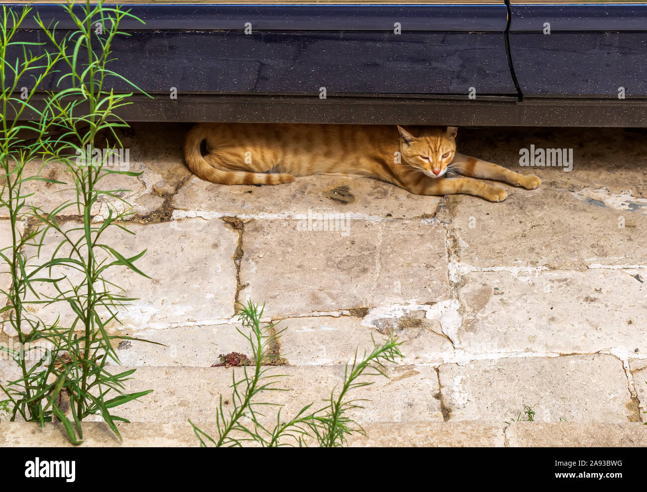 Cats of Malta - stray ginger cat lying under the car Stock Photo