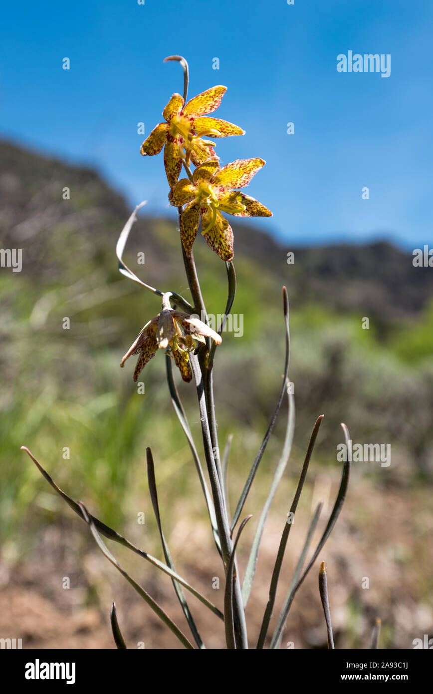 Little Blitzen Gorge, Steens Mountain, Oregon. Stock Photo