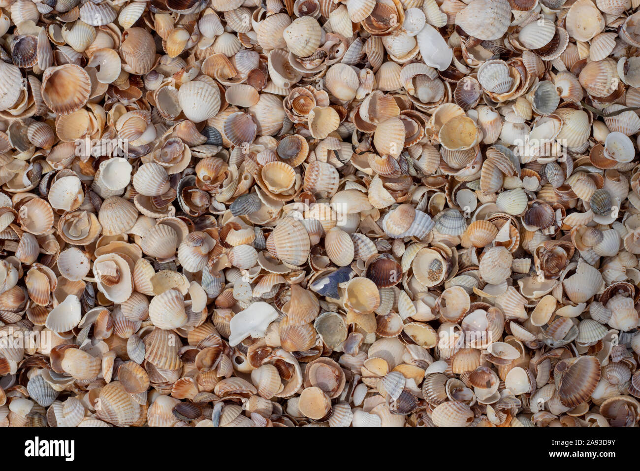 A large number of small shells. Photo in warm colors. Photo for background. Stock Photo