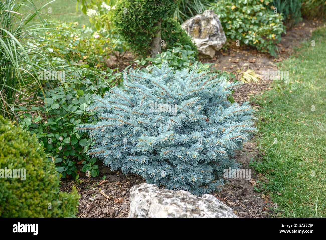 Blau-Fichte (Picea pungens 'Glauca Globosa') Stock Photo