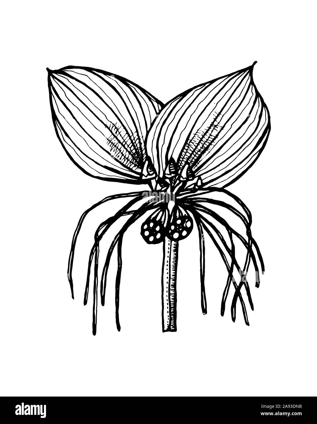 Vetor de Hand drawing mandrake. Black outline. Magic plant. Coloring page.  do Stock