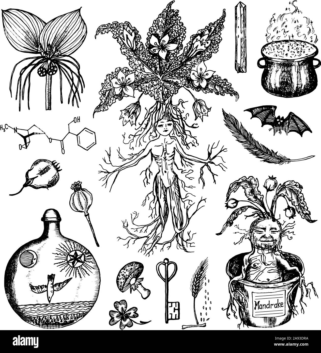 Hand drawing illustration. Vector illustration of mandrake. Mandragora root  homunculus, alchemy ingredient, witchcraft, sorcery mystical creature.  Halloween character. Botanical. Coloring page ilustração do Stock