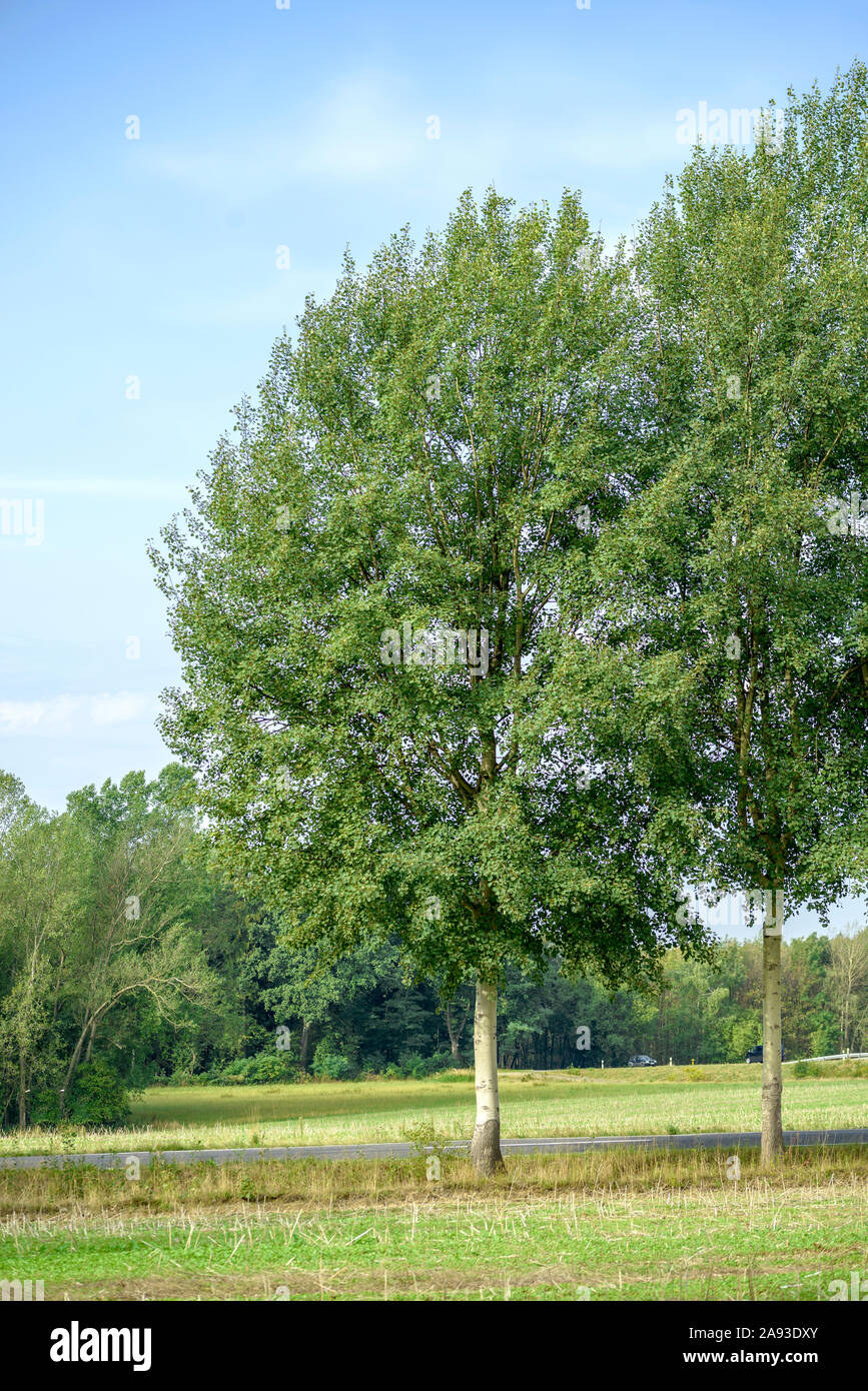 Pappel Baum High Resolution Stock Photography And Images Alamy