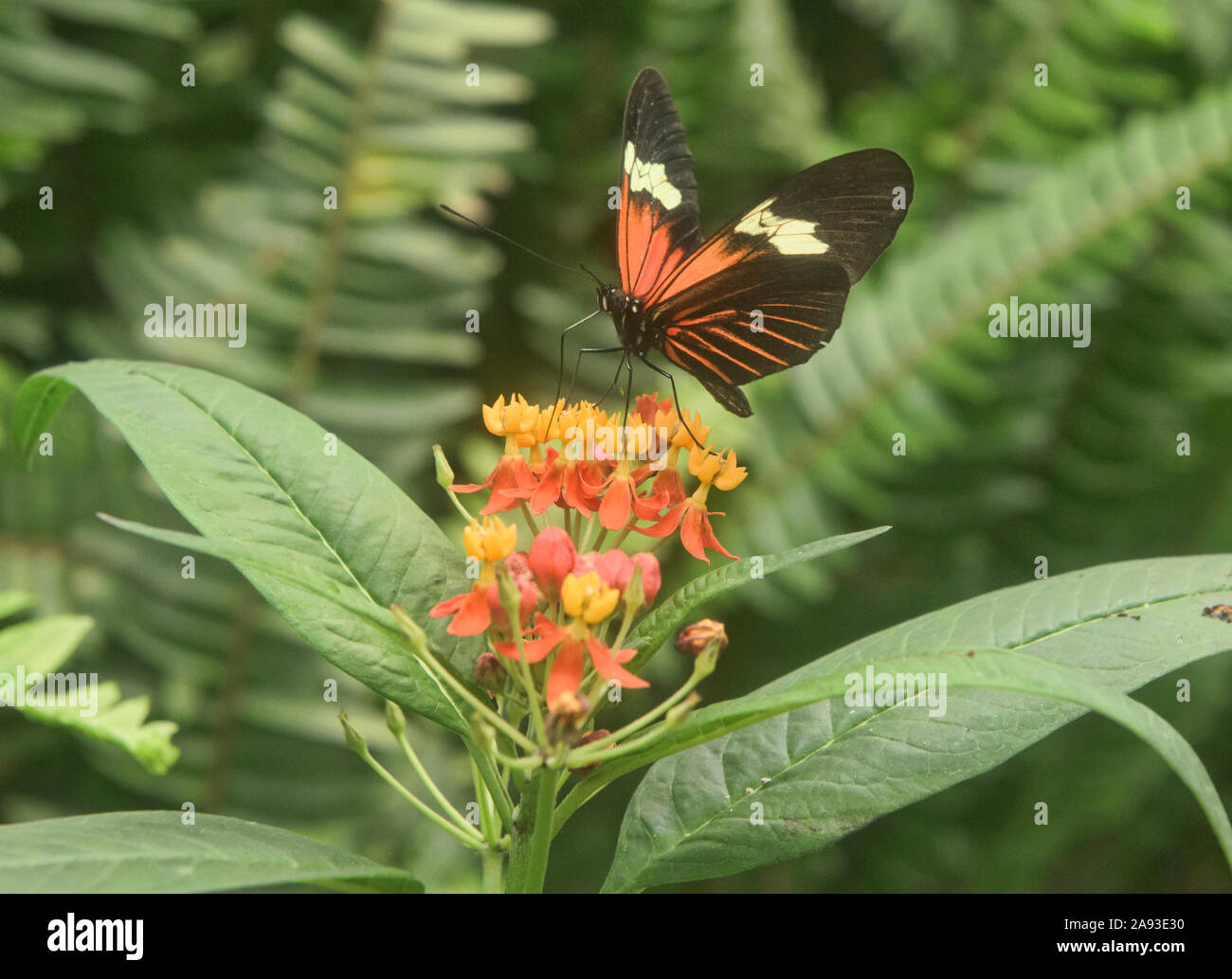 Postman butterfly (Heliconius melpomene) drinking nectar, Mindo, Ecuador Stock Photo