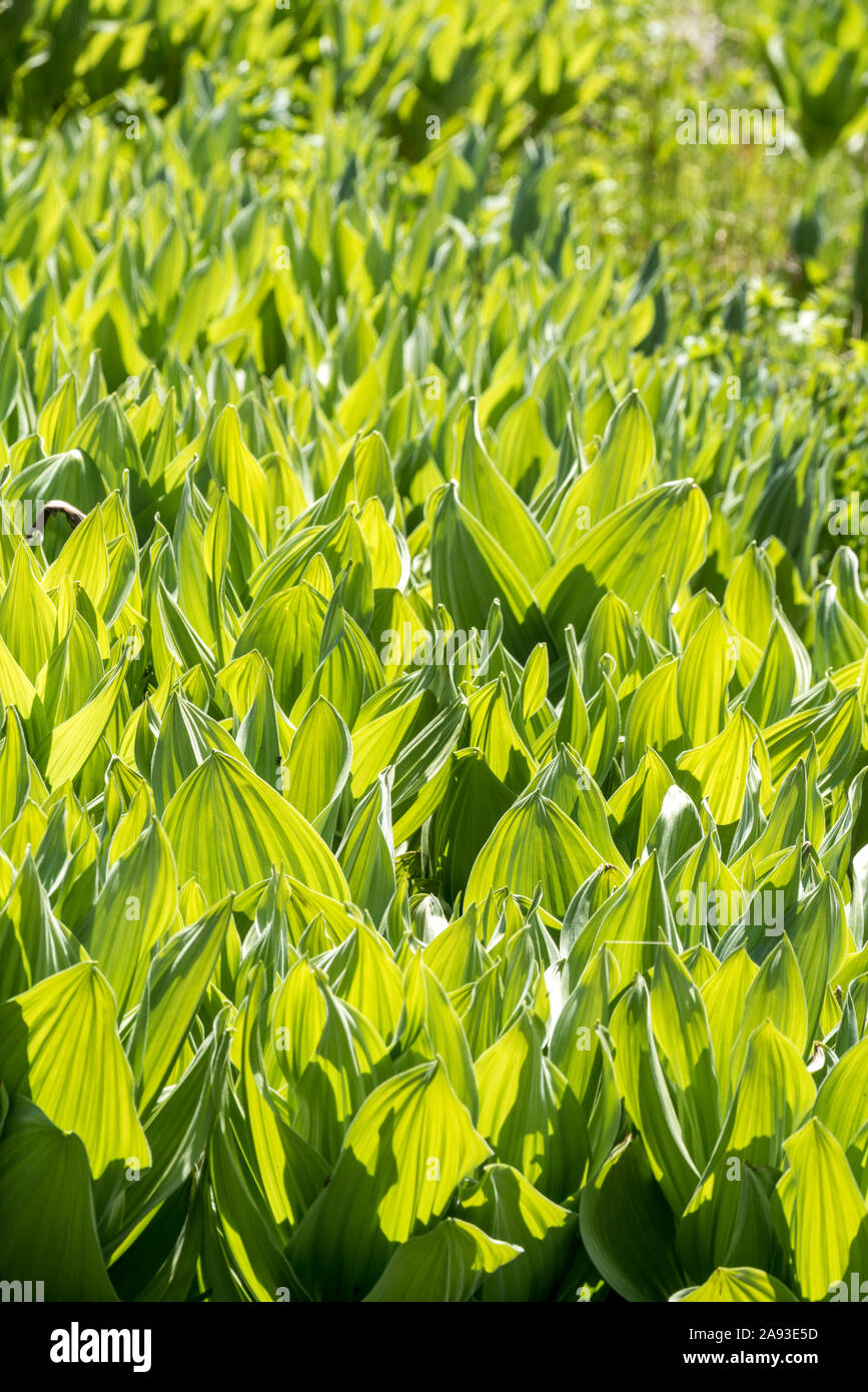 California corn lily, Little Blitzen Gorge, Steens Mountain, Oregon. Stock Photo