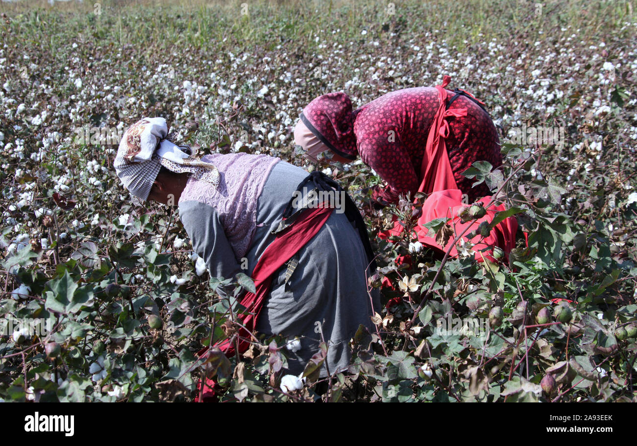 Hand picking cotton hires stock photography and images Alamy