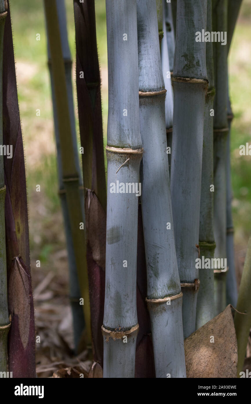 Big Bamboo Canes High Resolution Stock Photography and Images Alamy