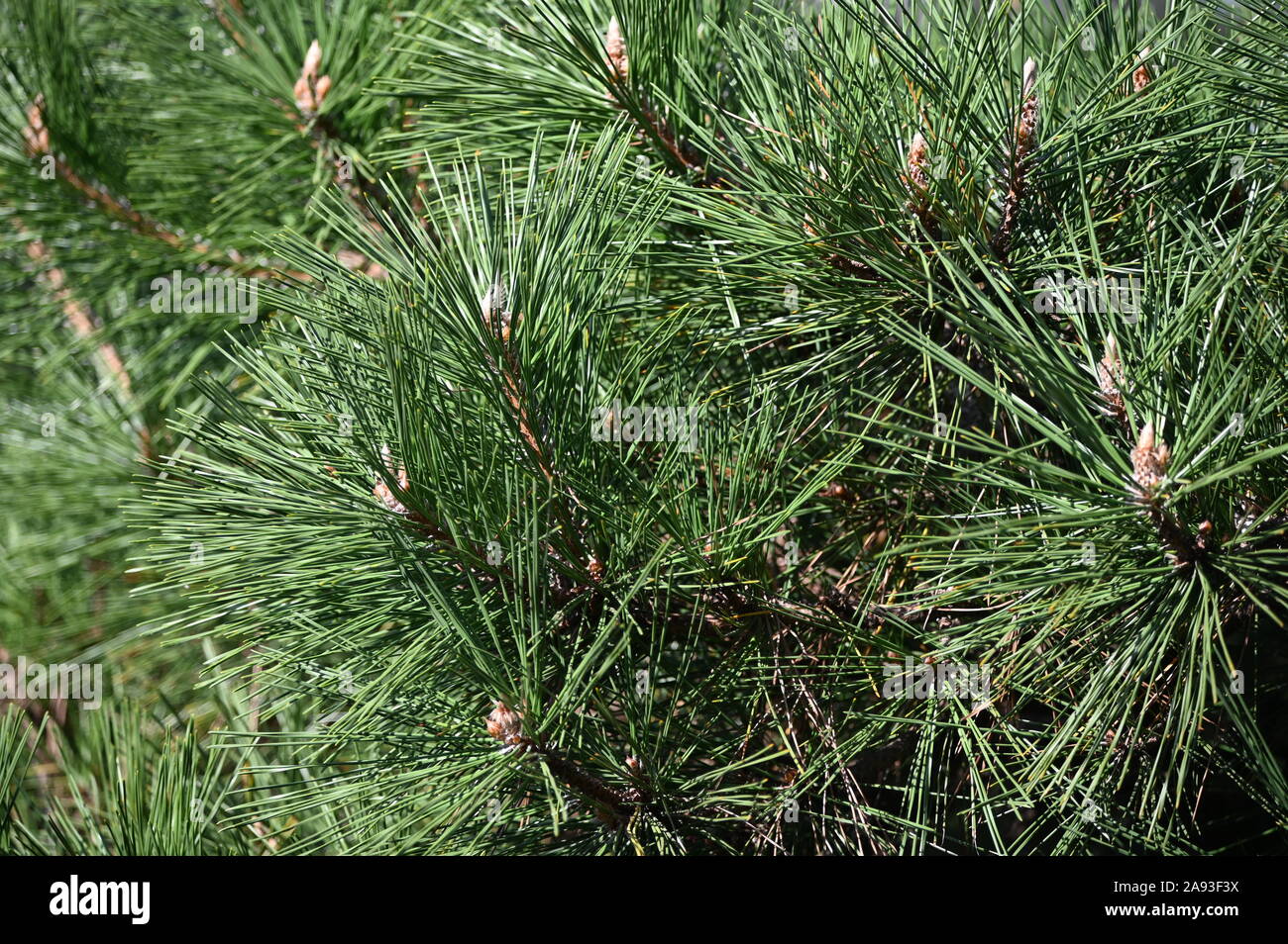 healthy green mountain pine in the famous garden of Tiger Hill in Suzhou, China Stock Photo
