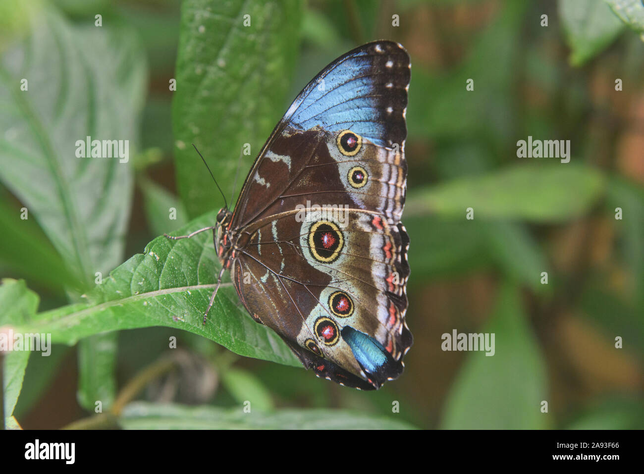 Granada morpho butterfly (Morpho granadensis), Mindo, Ecuador Stock Photo