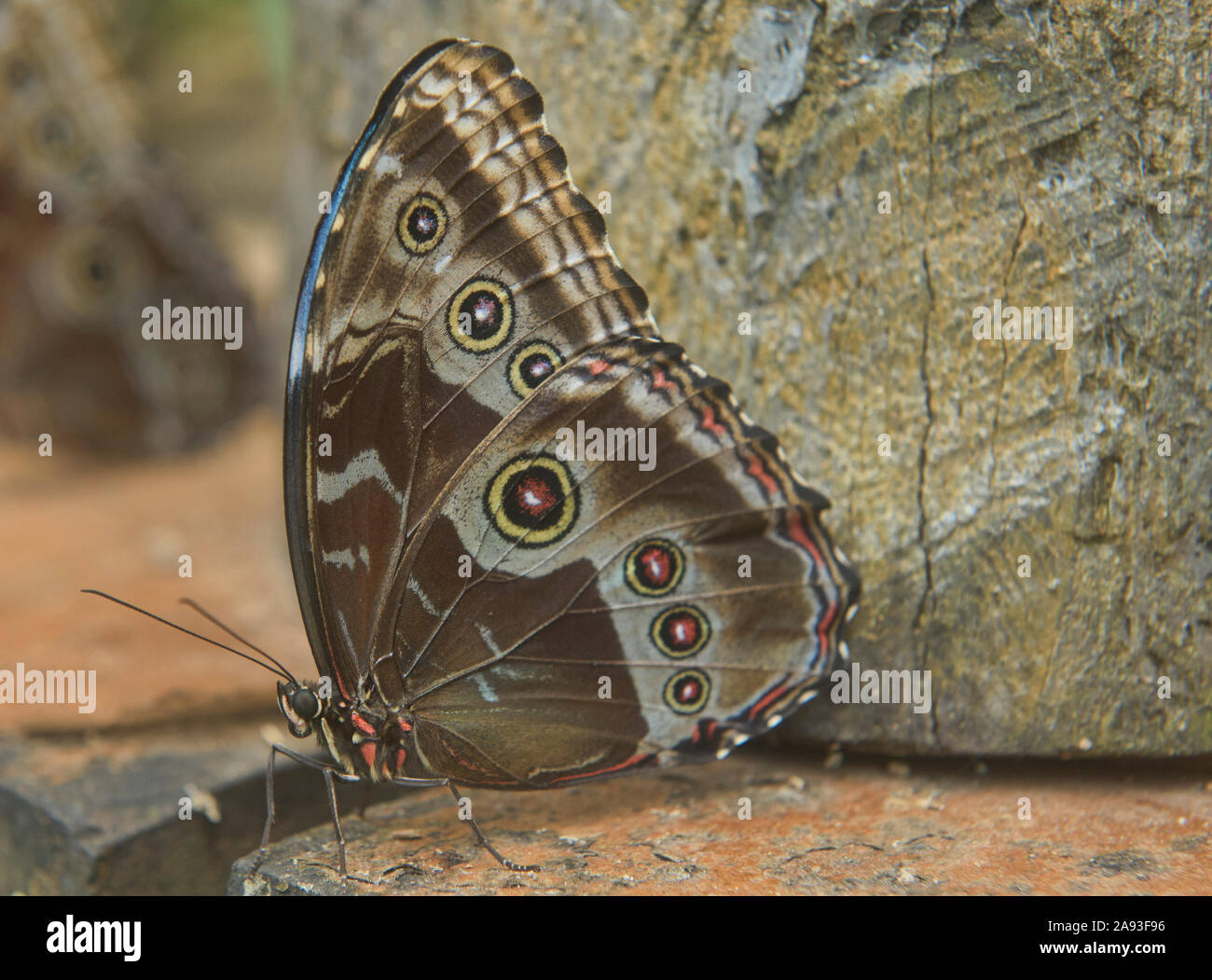 Granada morpho butterfly (Morpho granadensis), Mindo, Ecuador Stock Photo