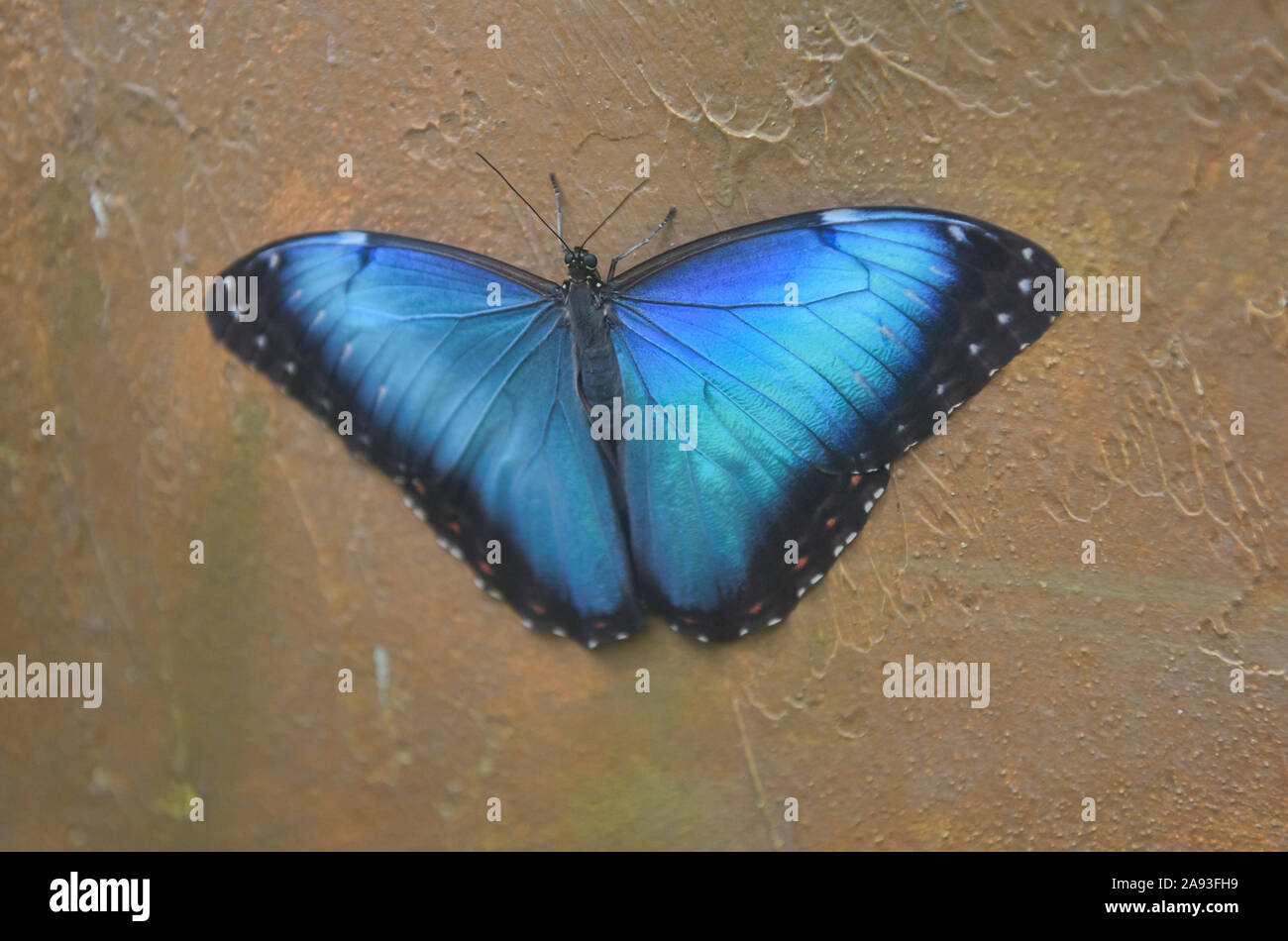 Granada morpho butterfly (Morpho granadensis), Mindo, Ecuador Stock Photo
