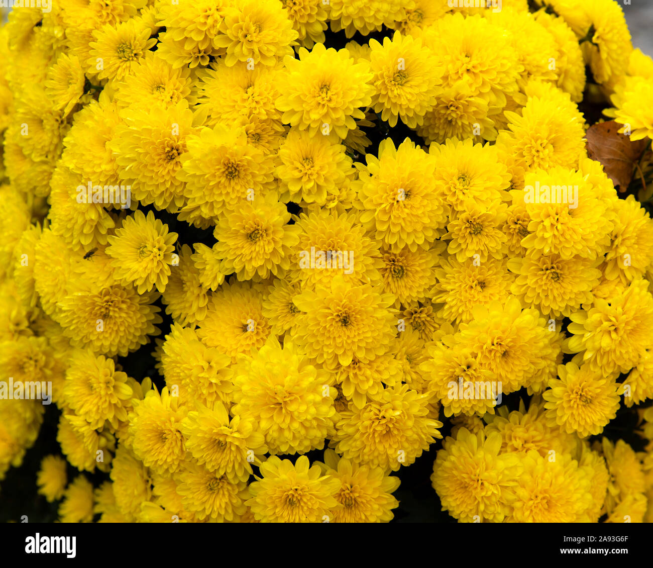 White and yellow chrysanthemums hi-res stock photography and images - Alamy