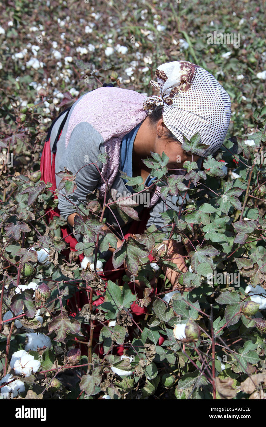 Organic cotton harvest in Central Asia Stock Photo Alamy