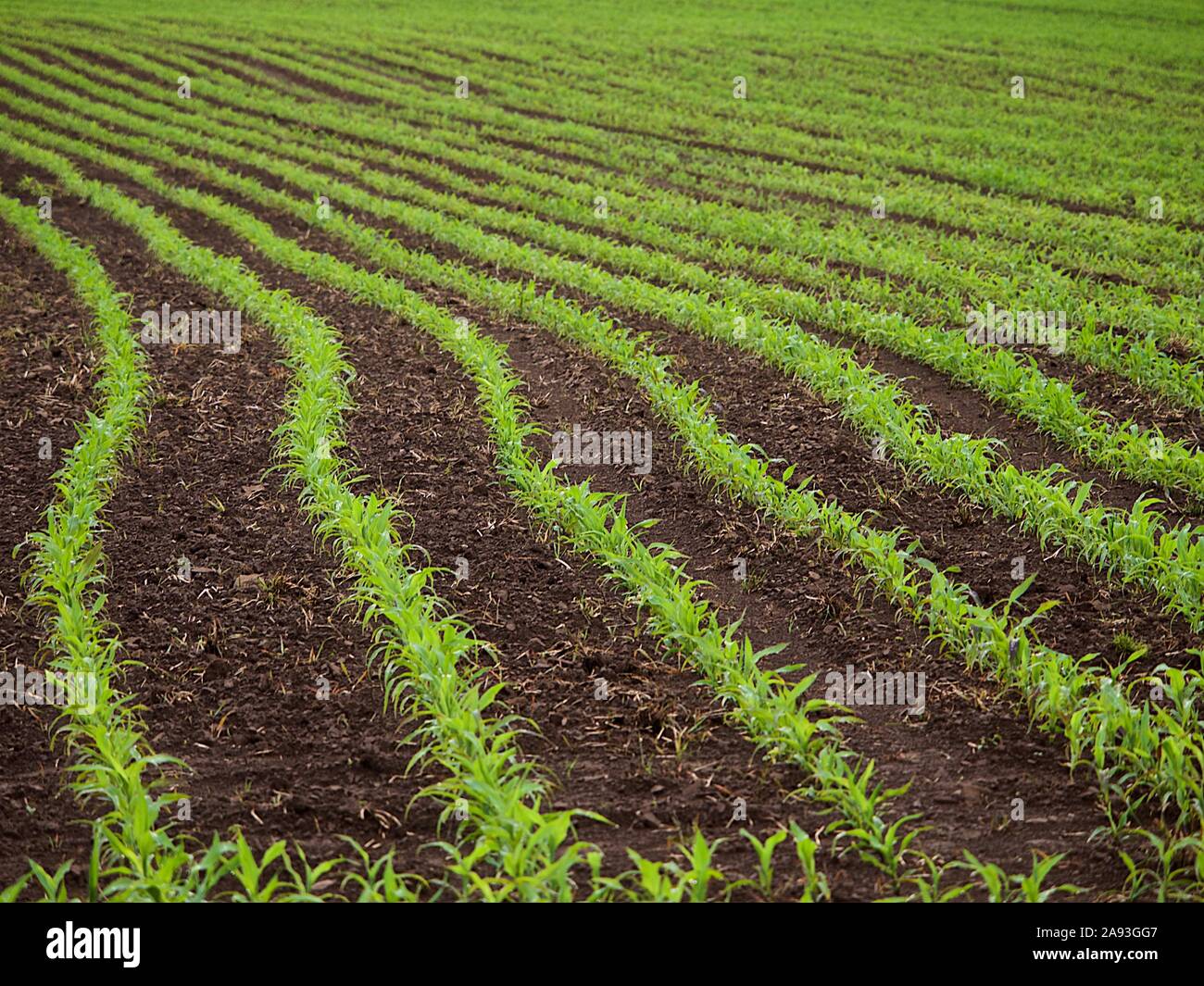 Corn Rows, Normandy, France Stock Photo