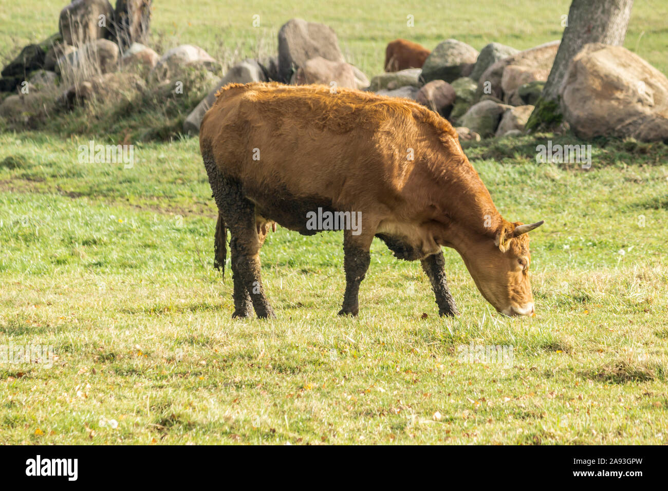 A cow grazes in a green meadow. Pasture on a dairy farm. Podlasie ...