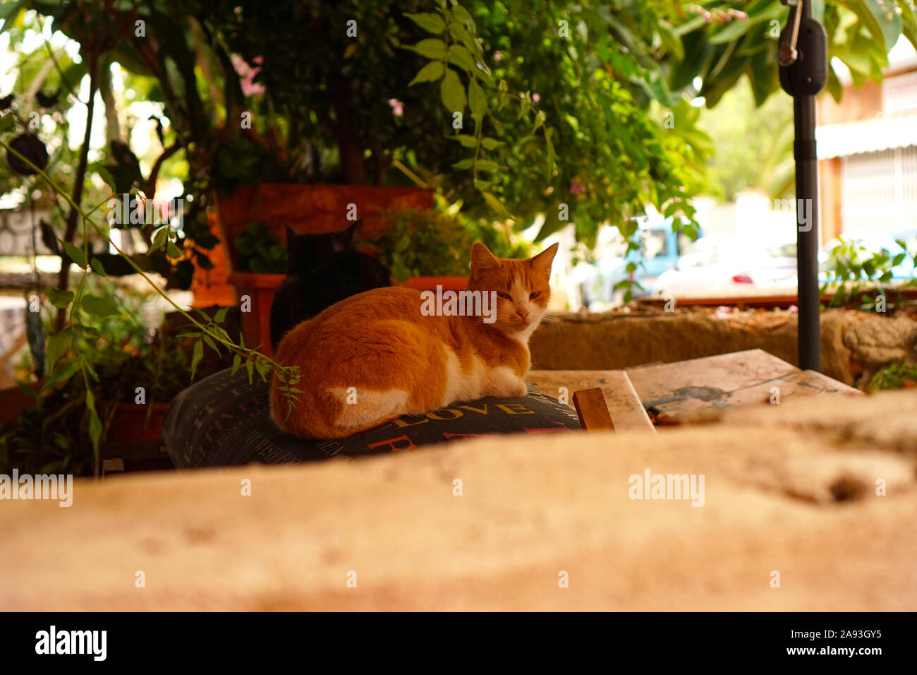 A ginger cat resting in an urban garden Stock Photo
