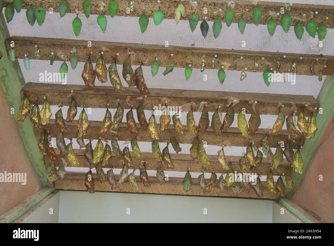 Rows of butterfly pupas, Mindo, Ecuador Stock Photo