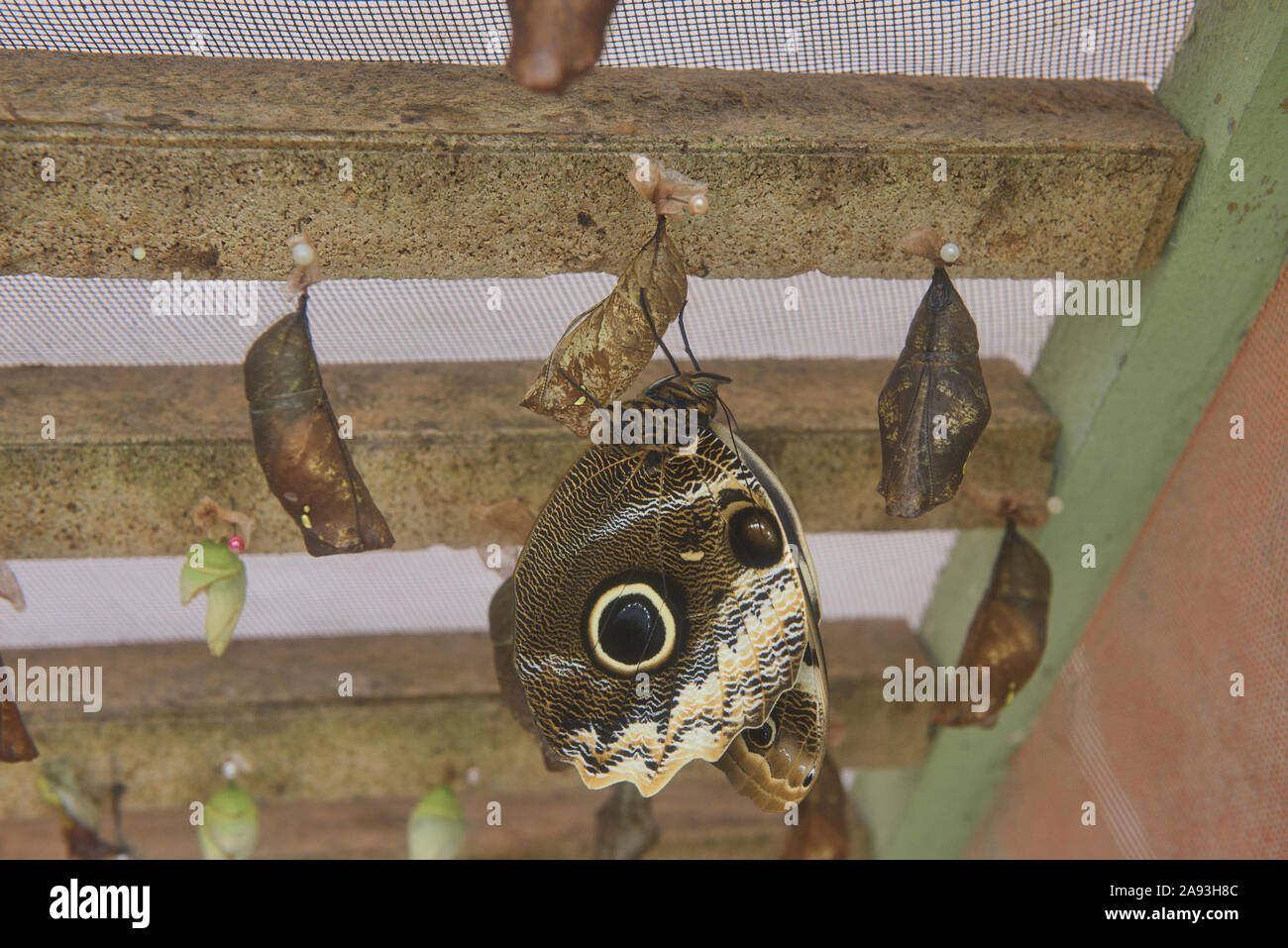 Forest giant owl butterfly and pupas, Mindo, Ecuador Stock Photo