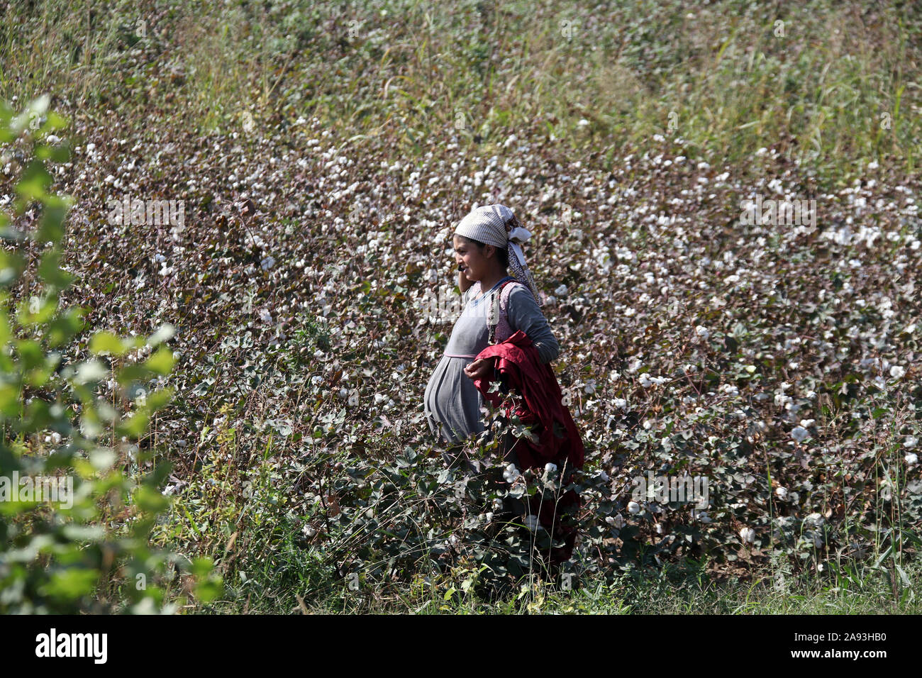 Organic cotton harvest in Central Asia Stock Photo Alamy