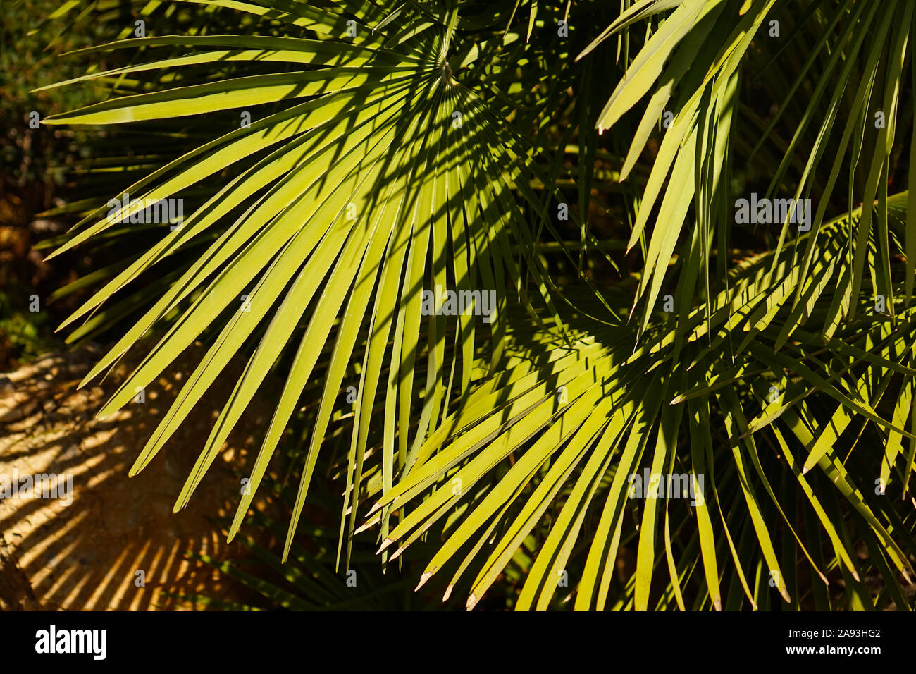 green palm tree leaves in the summer sunlight Stock Photo